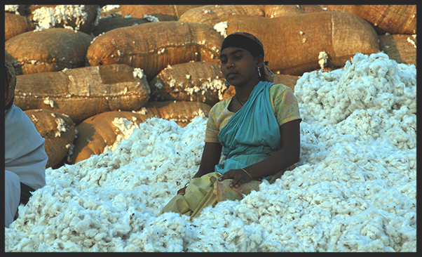Cotton field worker