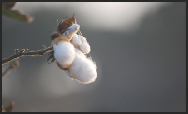 Cotton on the branch