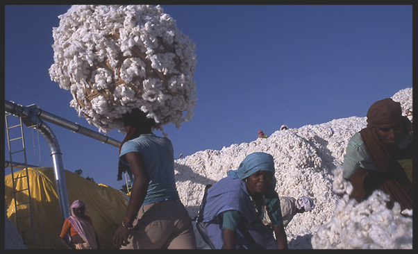 Cotton workers