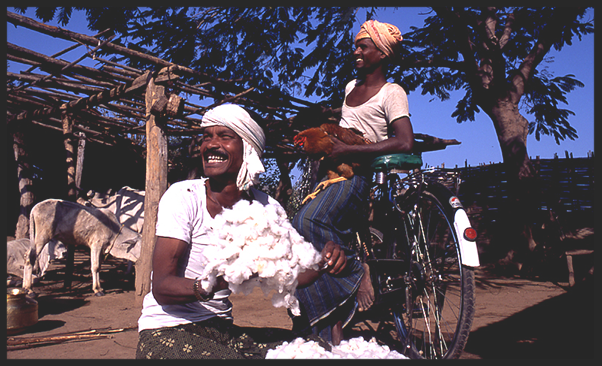 Man picking cotton