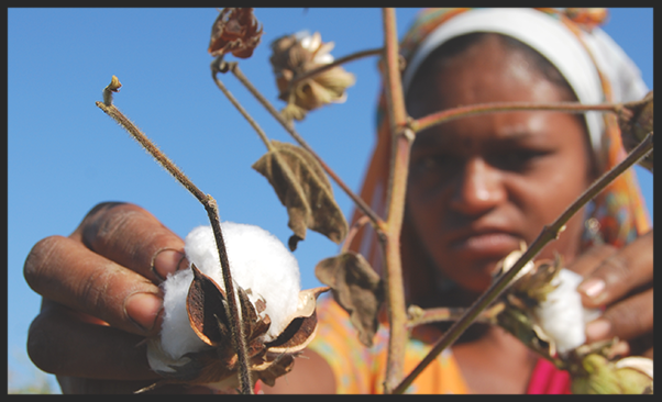 Woman picking cotton